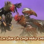 Tiết lộ cách làm cho gà chọi máu chiến, tăng sức chiến đấu