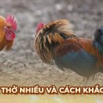 Nguyên nhân làm Gà Đá thở nhiều và cách giúp gà phục hồi