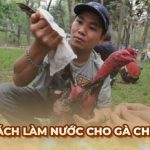 Hướng dẫn cách làm nước cho gà chọi cực chuẩn từ sư kê Ga6789