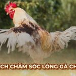 Cách chăm sóc lông Gà Đá và bảo vệ sức khỏe cho chiến kê