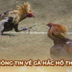 Vẻ đẹp của gà Hắc Hổ Thới và kỹ năng chiến đấu đặc sắc